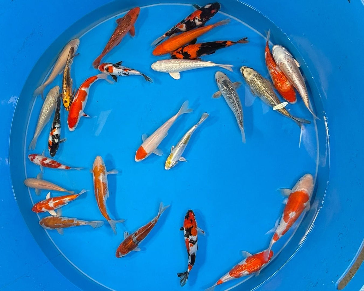 Japan Koi Mix 26–33 cm - SPECIAL