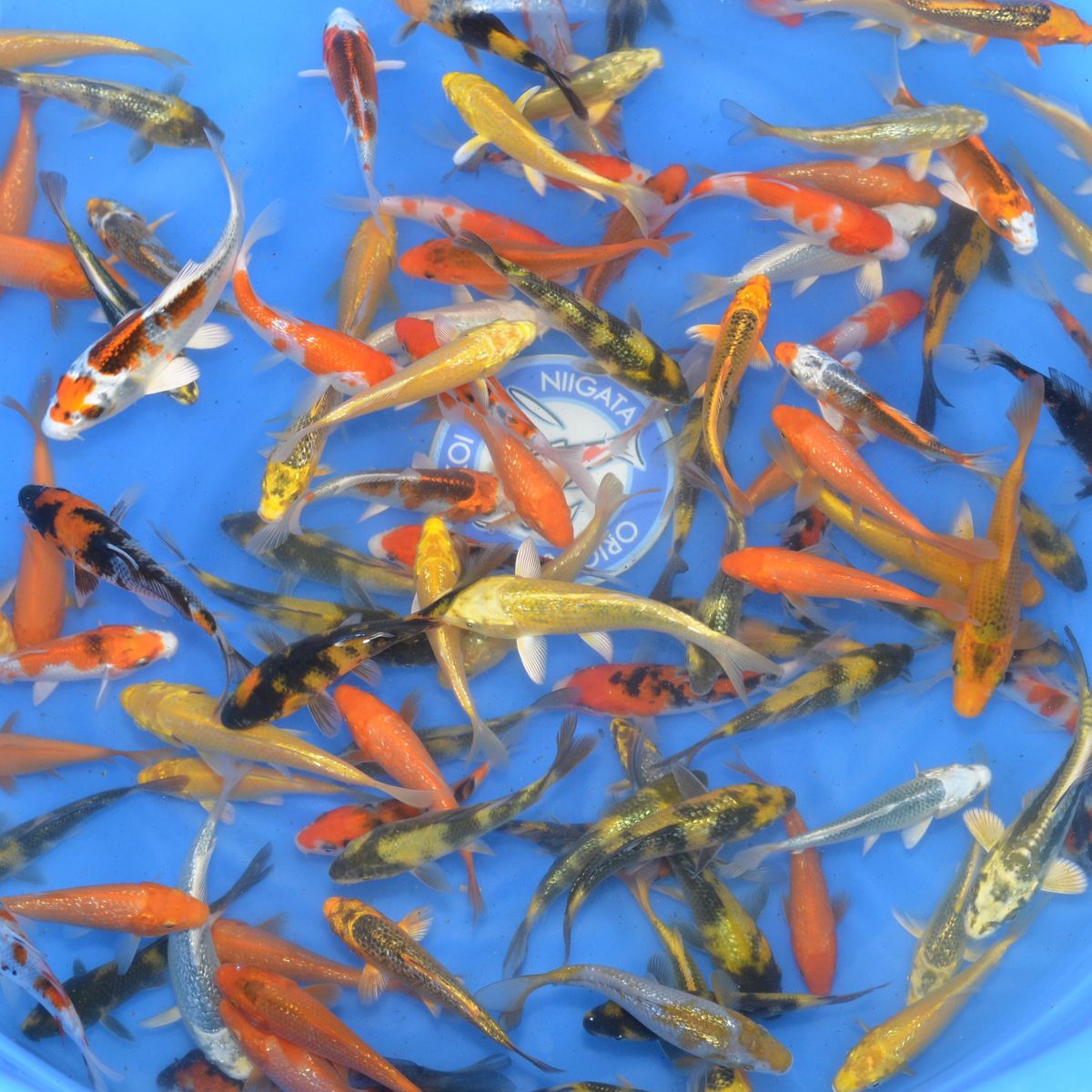 Maruhiro Tosai Mix - 15-18cm