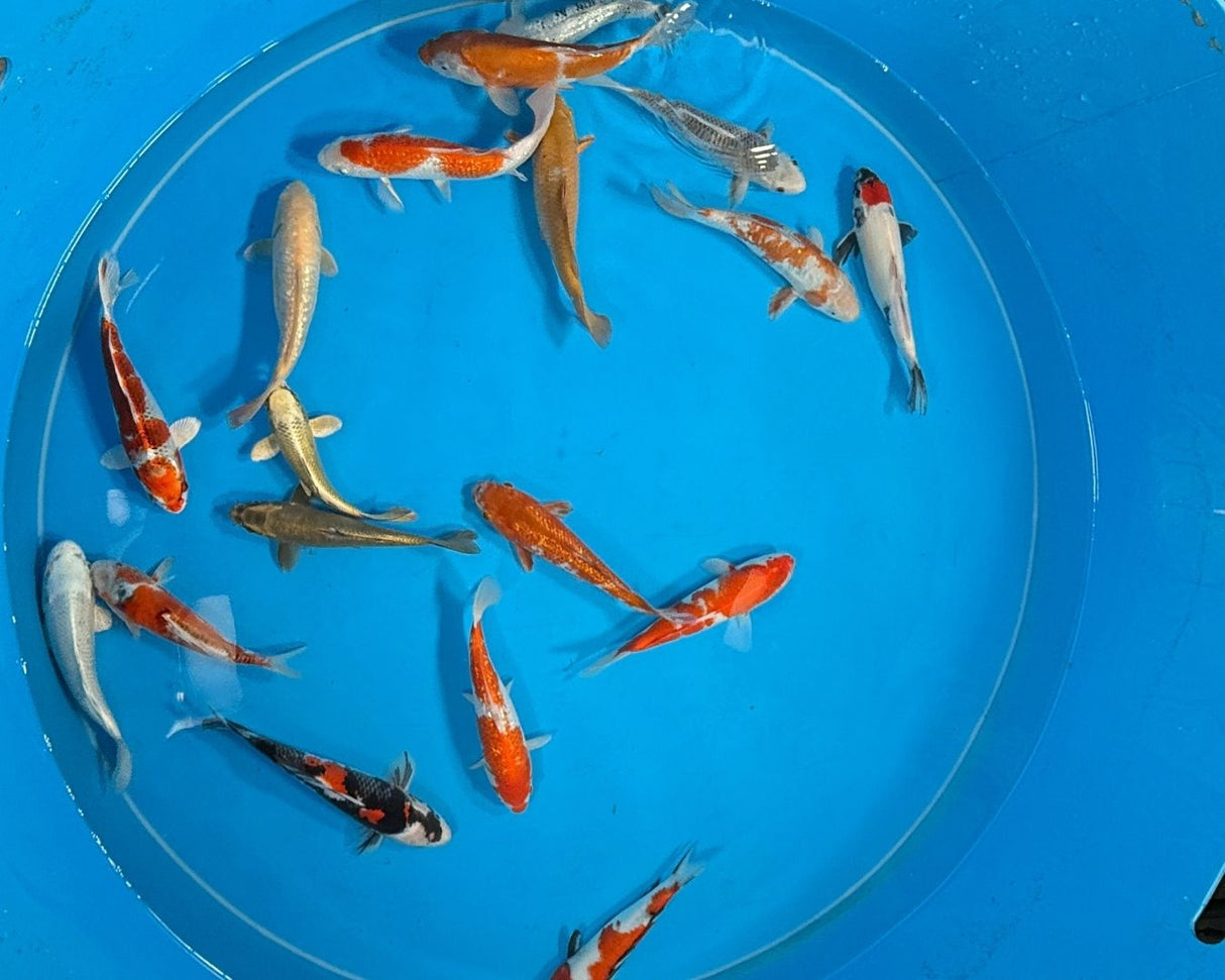 Japan Koi Mix 22-26 cm - SPECIAL