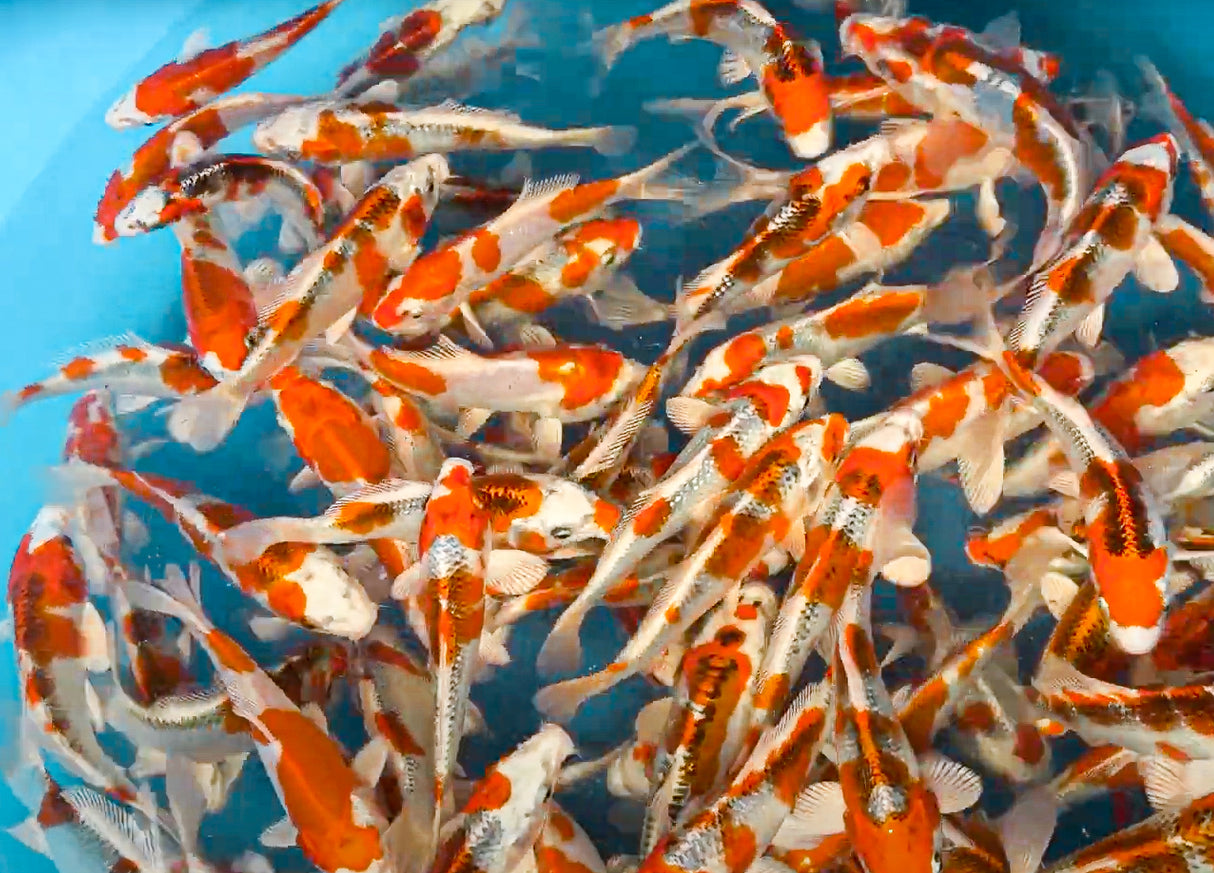 Genjiro - Tosai Mix Hikari - 16-18cm