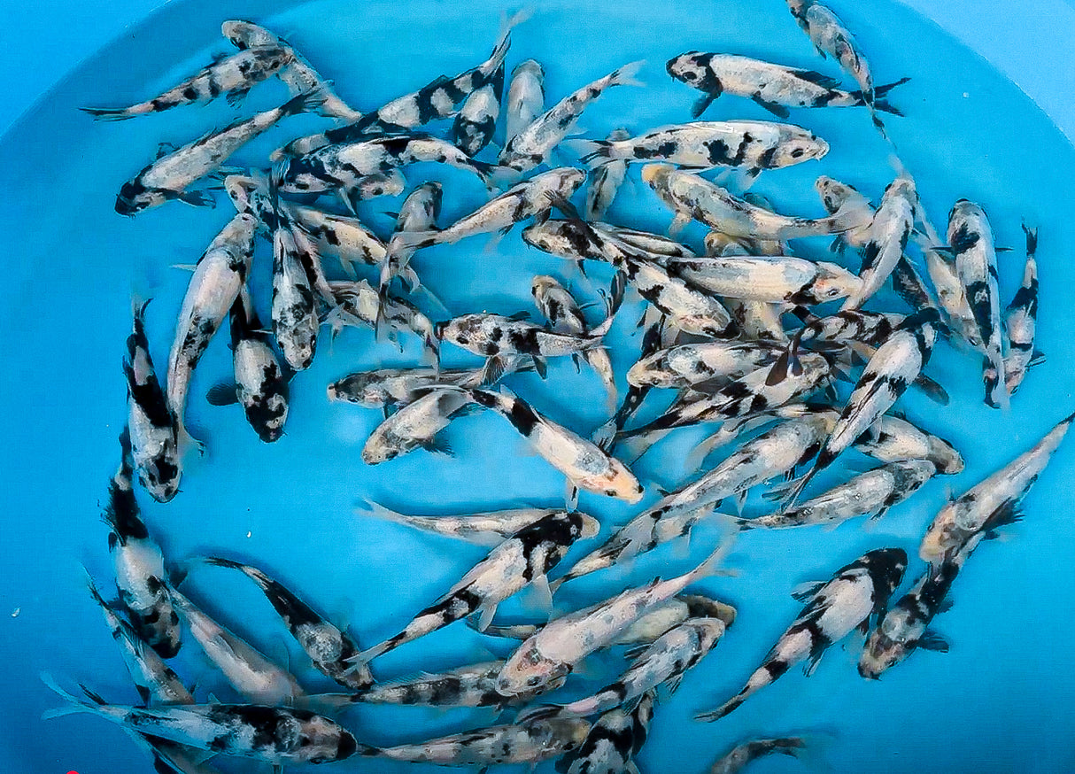 Omosako HQ Shiro Utsuri 14-18cm