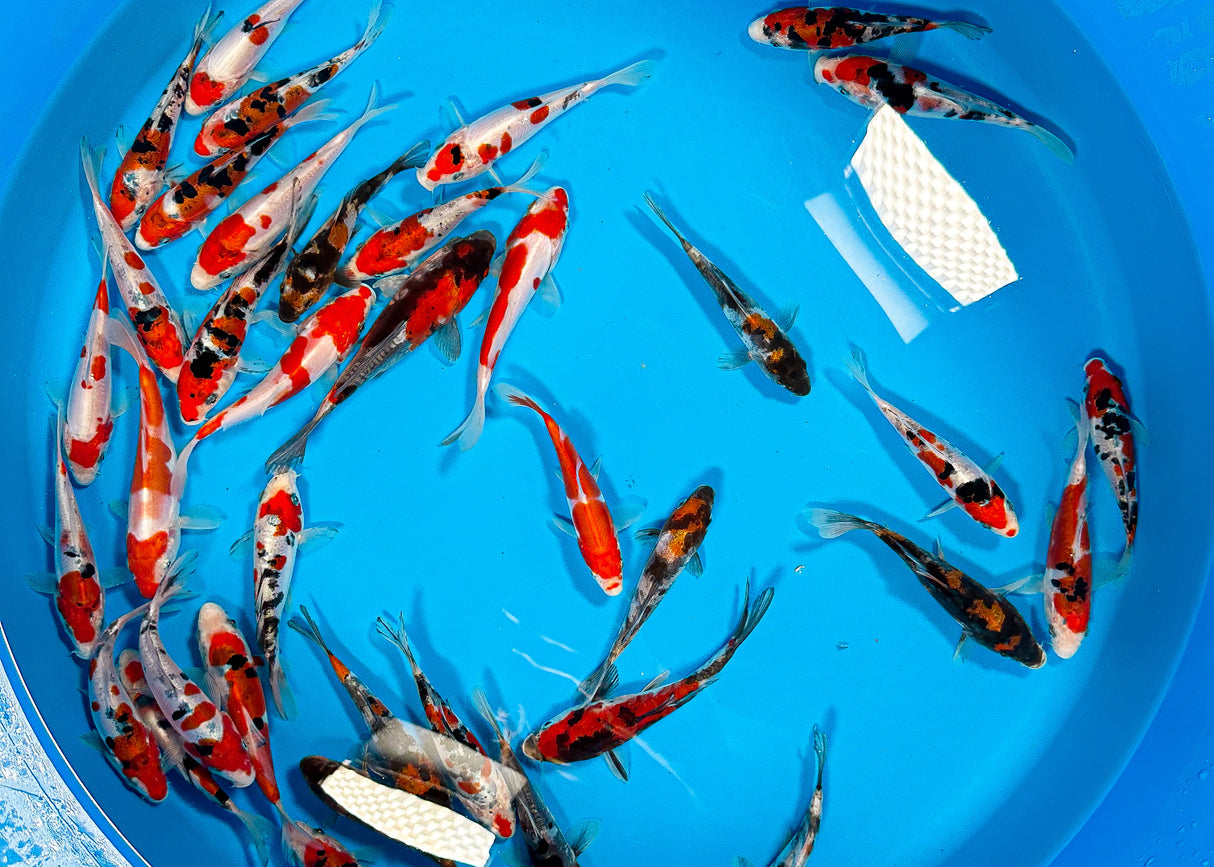 Shinoda Doitsu Gosanke 12-15cm