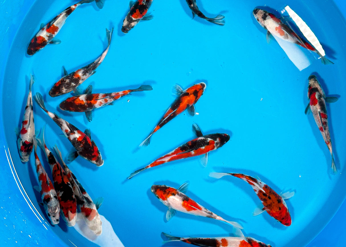 Isa HQ Showa 15-18cm