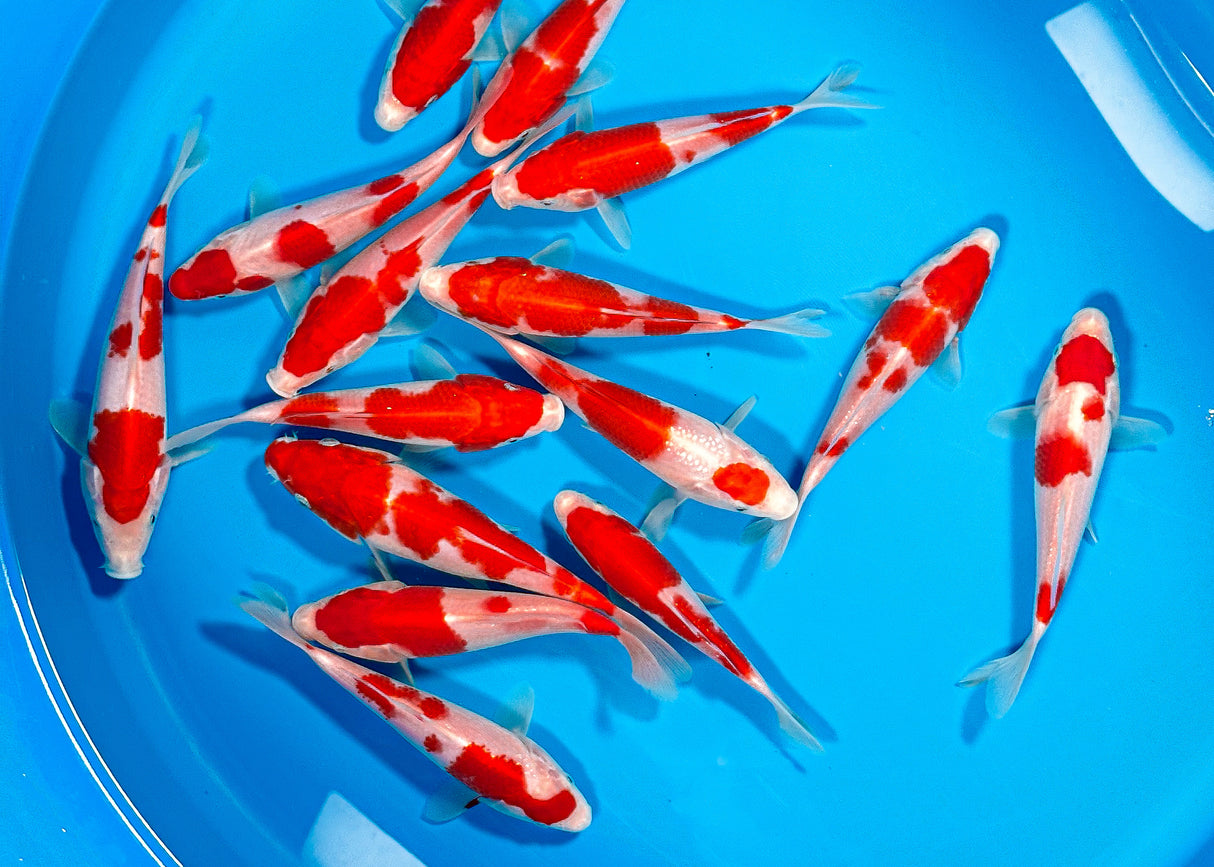 Isa QG Kohaku 16-20cm