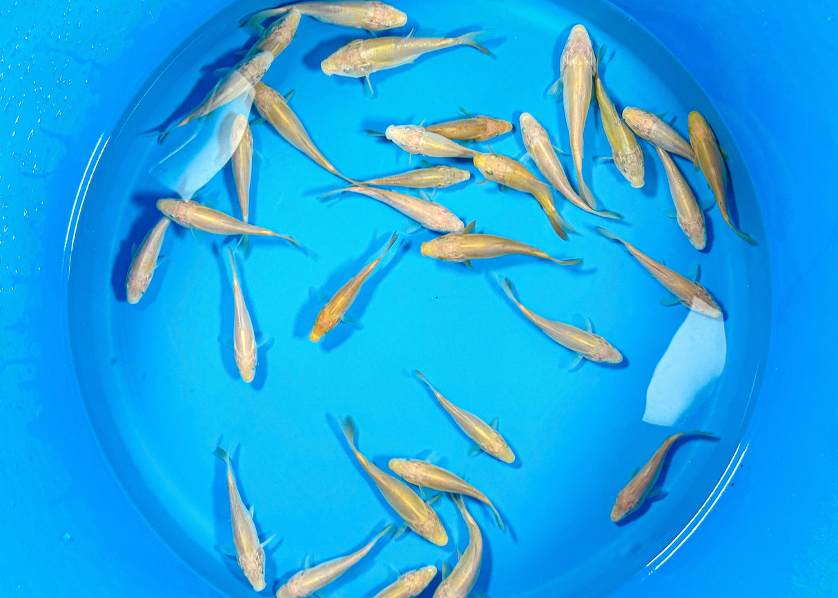 Yamazaki Karashi (Doitsu & Wagoi) 12-15cm