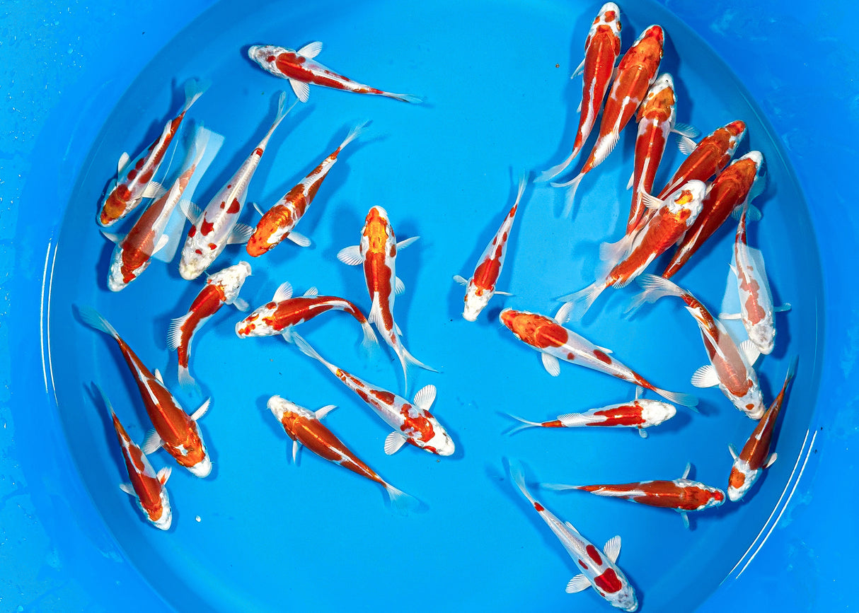 Yamazaki HQ Kikusui 14-16cm