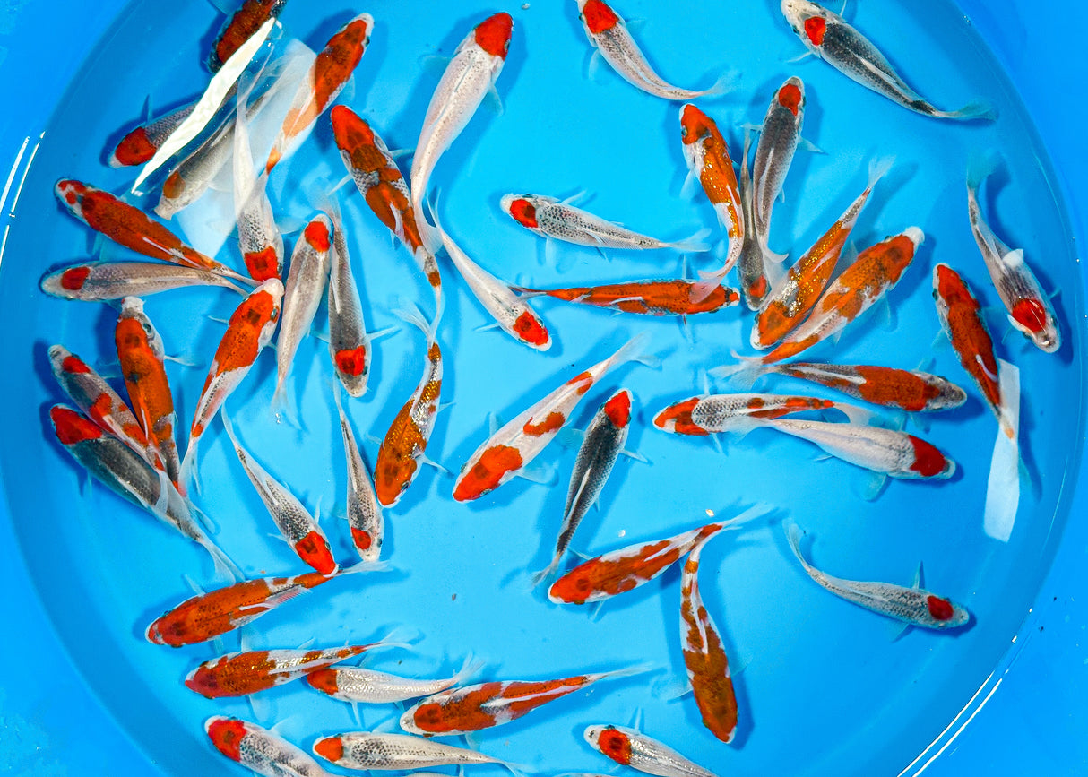 Kawakami QG Goshiki (Ginrin & Wagoi) 12-15cm