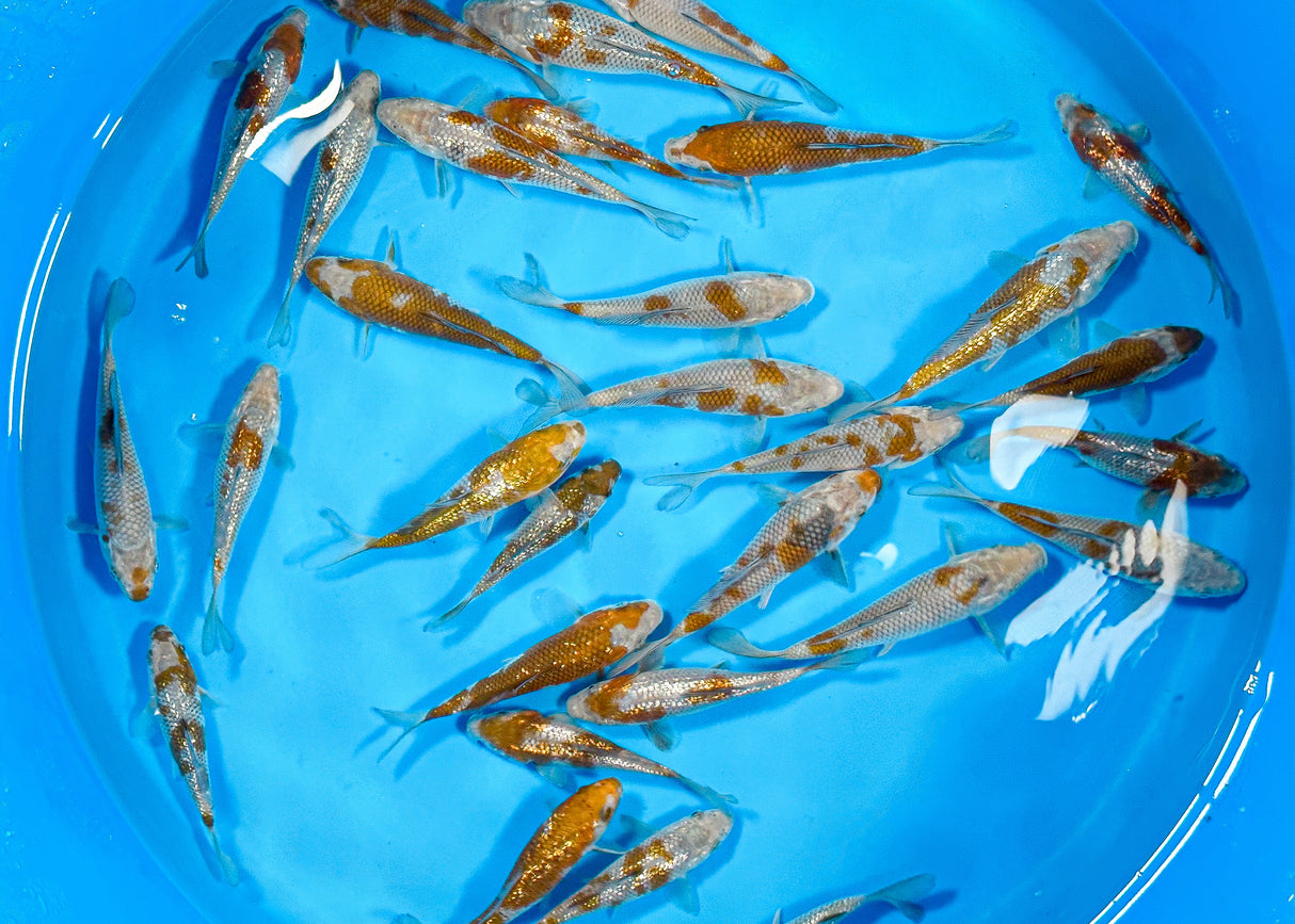 Kawakami Ochiba (Ginrin & Wagoi) 13-16cm