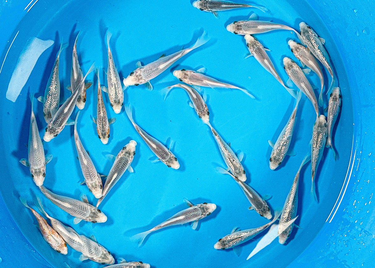 Yamaju HQ Asagi (Ginrin & Wagoi) 12-15cm