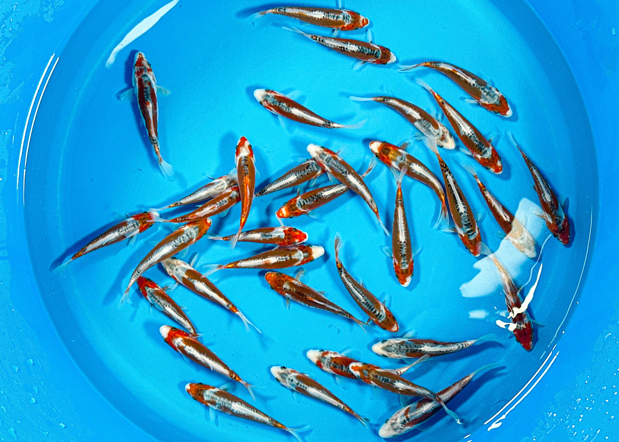 Kawakami HQ Shusui 13-16cm