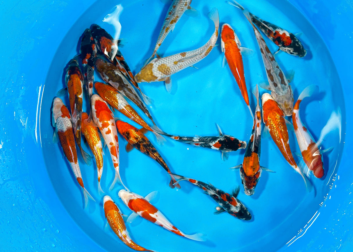 Hiroi Tosai Mélange 18-22cm