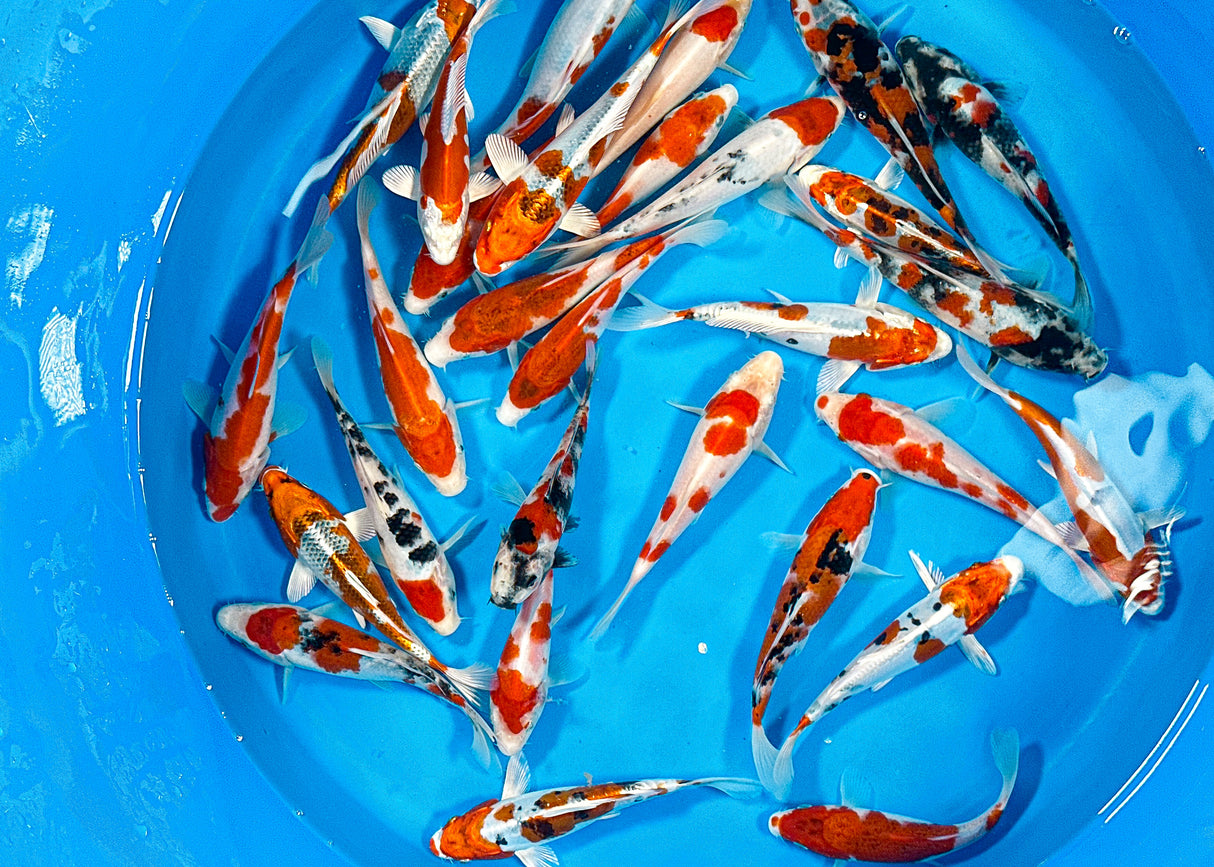 Sakazume HQ Tosai Mix 16-20cm