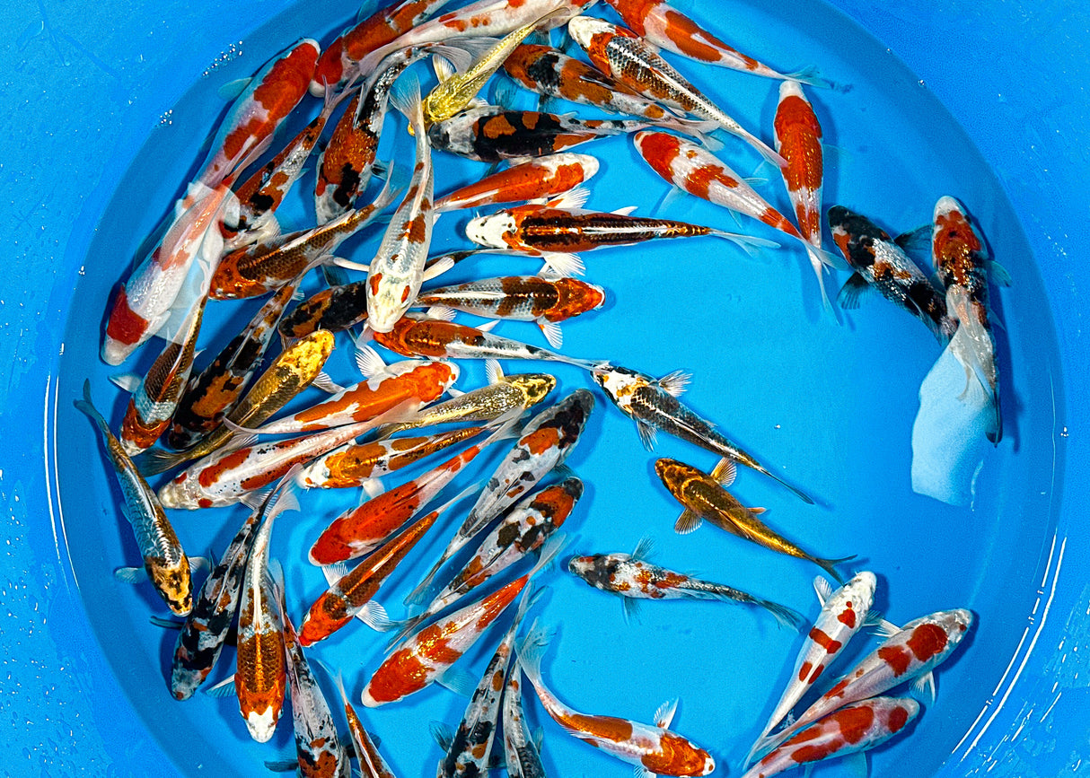 Miyatora Tosai Mix 13-16cm