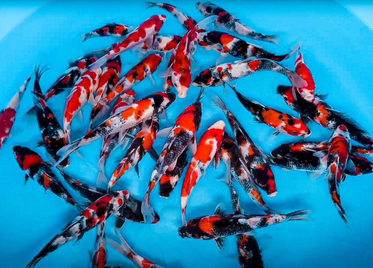 Kase Showa HQ 18-22cm