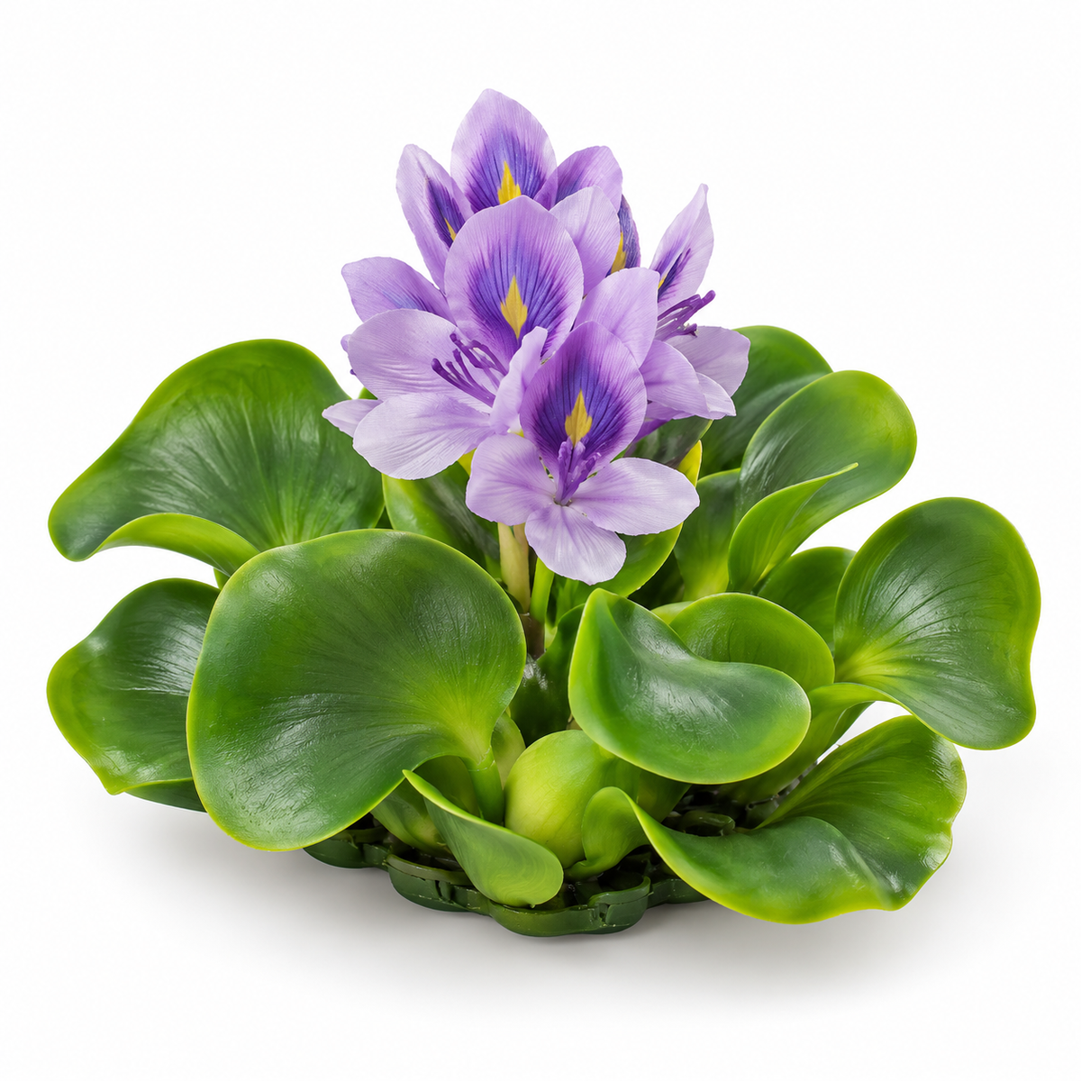 Pontec Pondo Hyacinth Blooming – Schwimmende Wasserhyazinthe mit Blüte für Gartenteiche