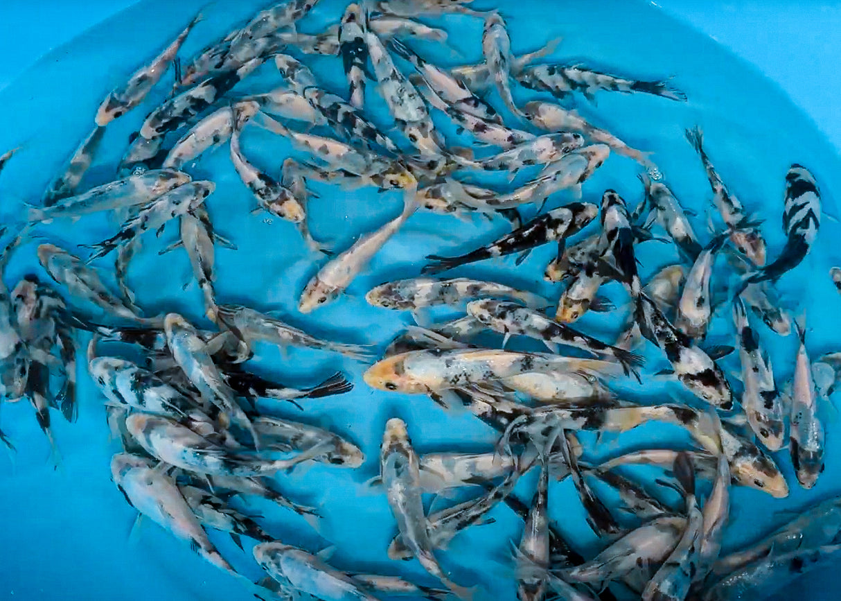 Omosako Shiro Utsuri 14-18cm