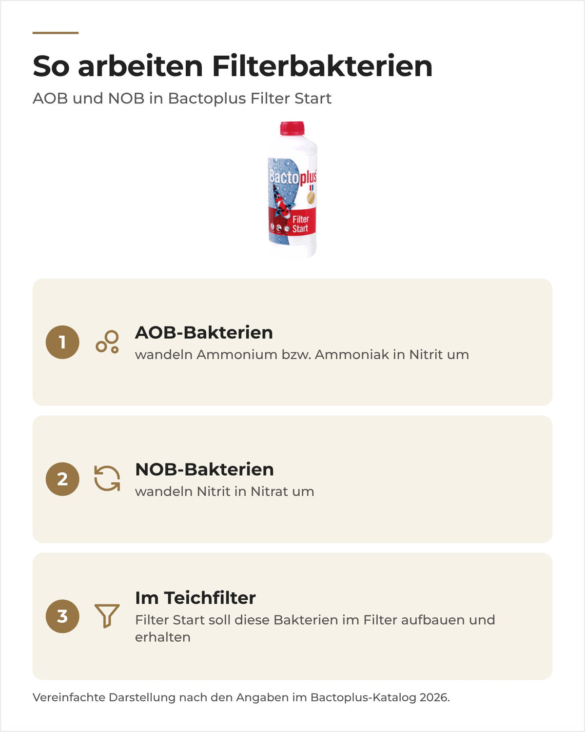 So arbeiten Filterbakterien: AOB wandeln Ammonium in Nitrit um, NOB wandeln Nitrit in Nitrat um