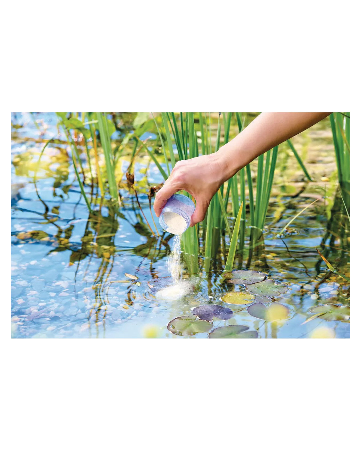 SediFree-Granulat wird aus einem Messbecher ins Teichwasser gestreut