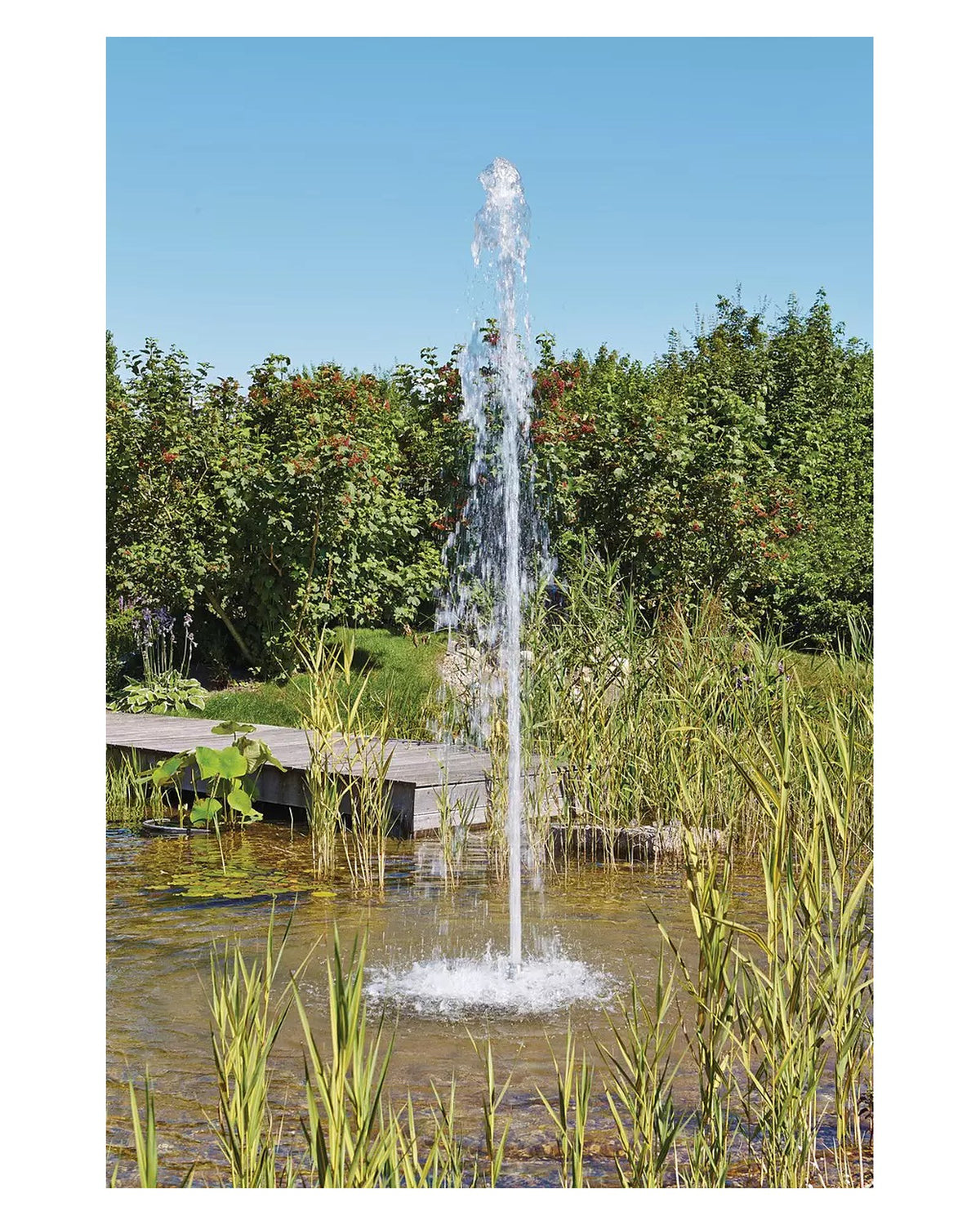 Säulenfontäne im Teich mit Steg und Röhricht, Wasserbild mit einem OASE-Fontänenaufsatz aus dem Zubehör