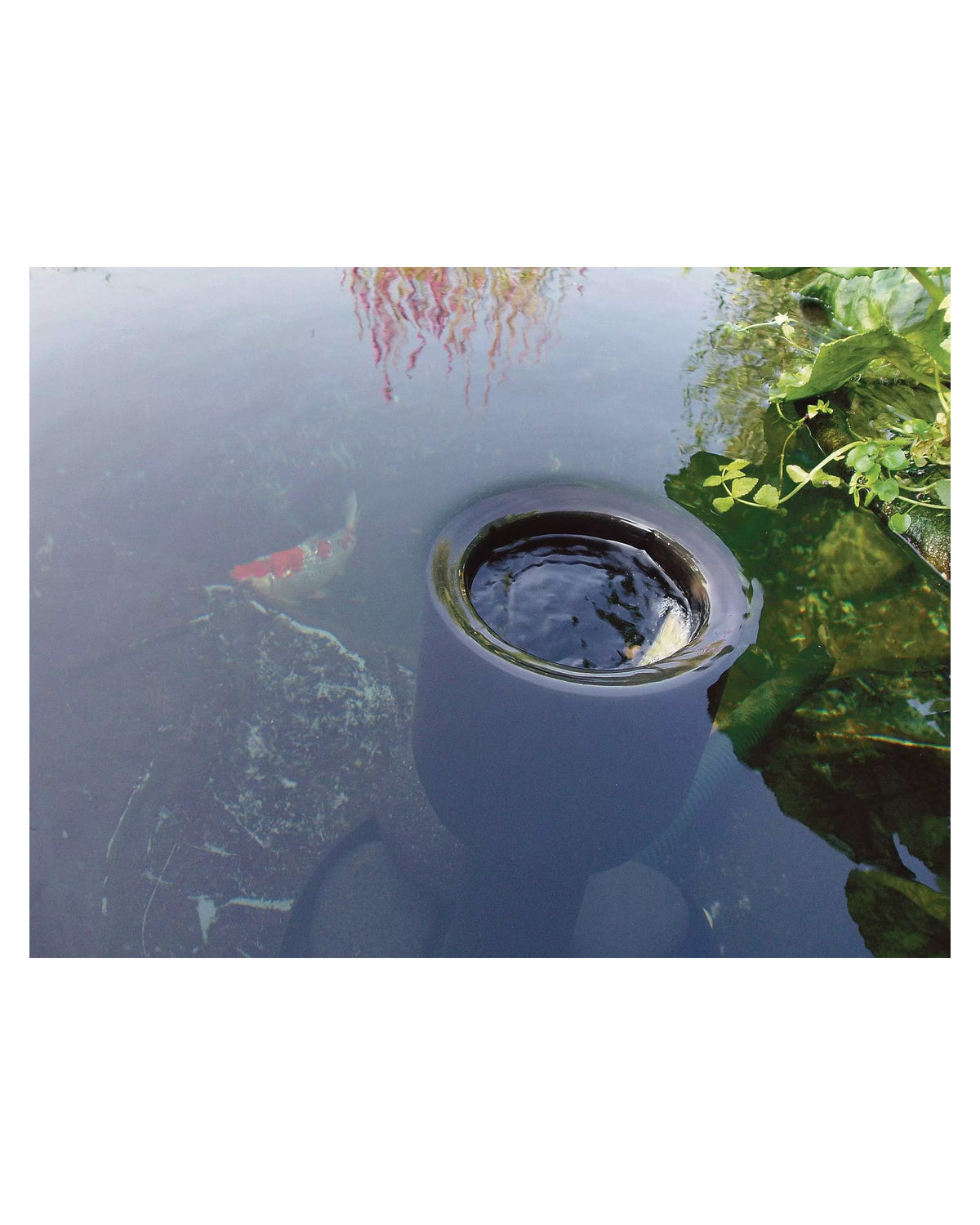 OASE AquaSkim im Koiteich: Der Skimmerbecher sitzt an der Wasseroberfläche