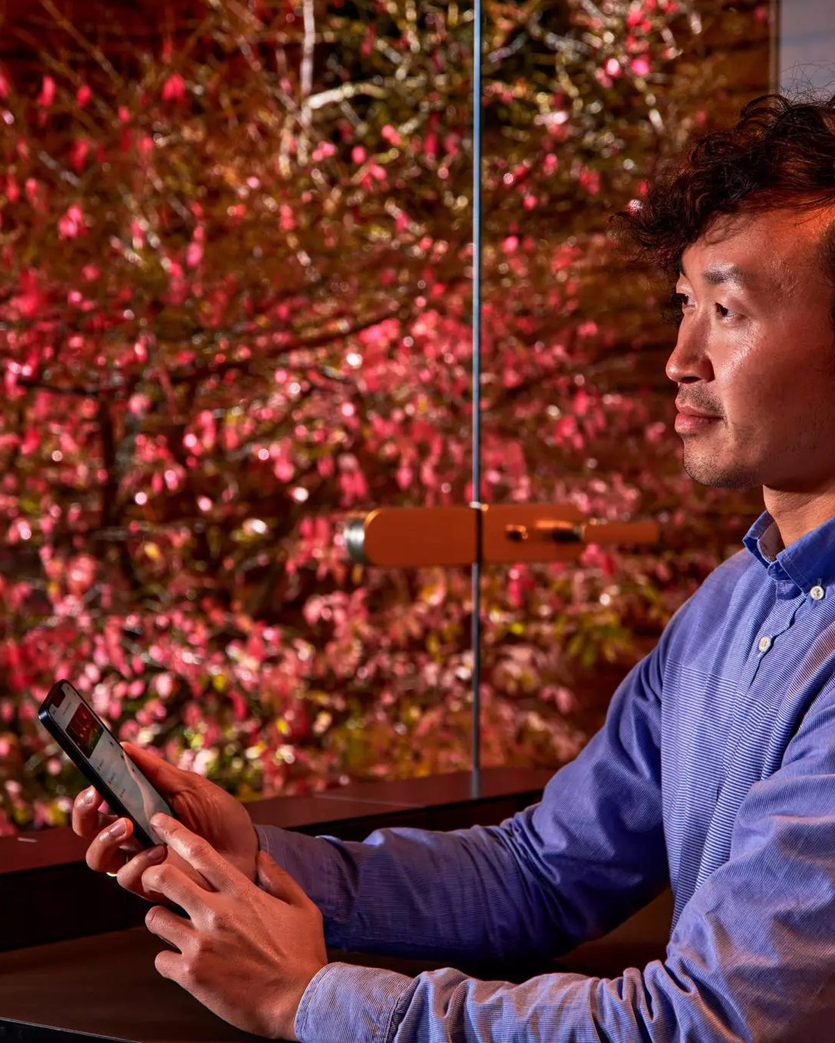 Hecke am Abend in rotem Licht, ein Mann bedient die Gartenbeleuchtung per Smartphone