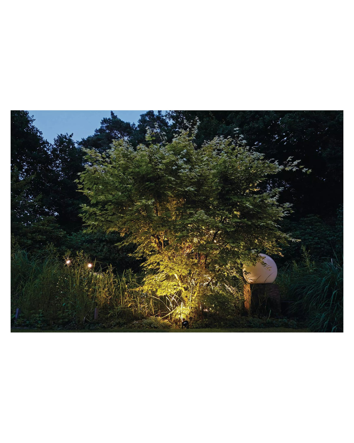 Baum im Garten nachts von unten mit LunAqua Power LED angestrahlt