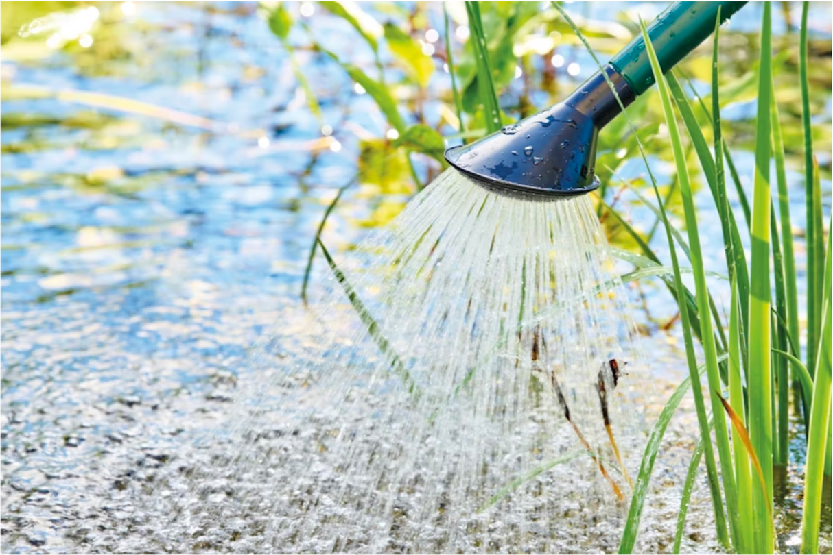 Wasserwechsel im Koi Teich zur Teichpflege und Wasserklärung