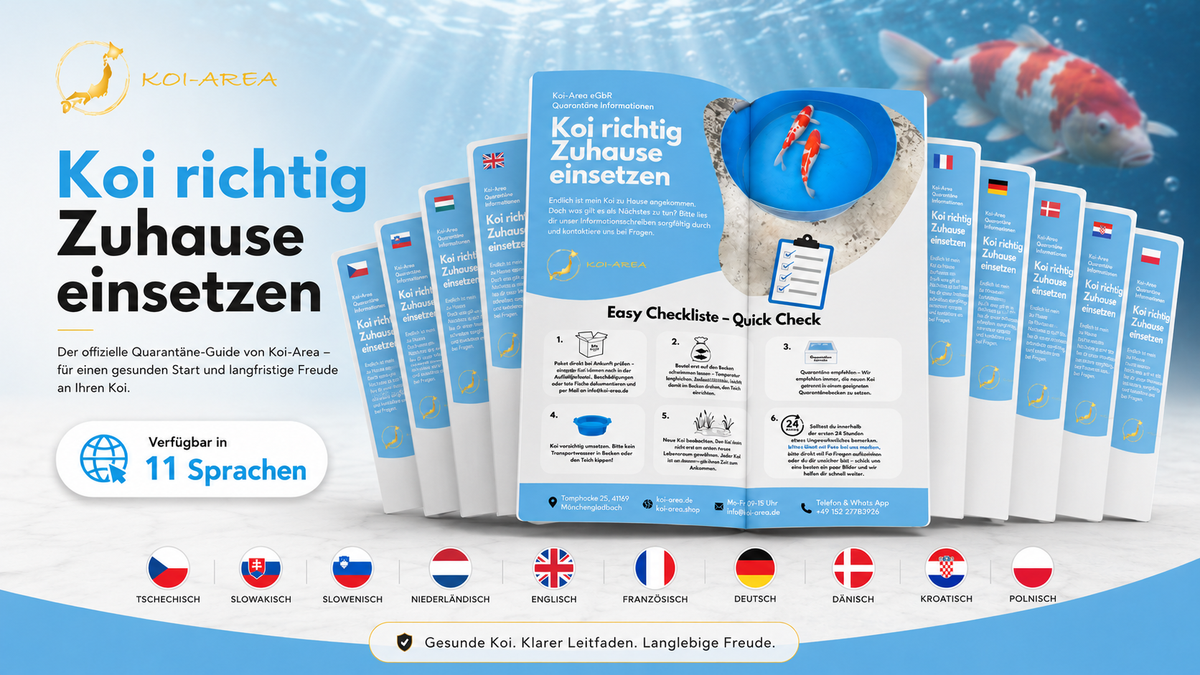 Koi richtig einsetzen - Infos und Tipps für Zuhause 🐟💧