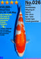 Japanese koi