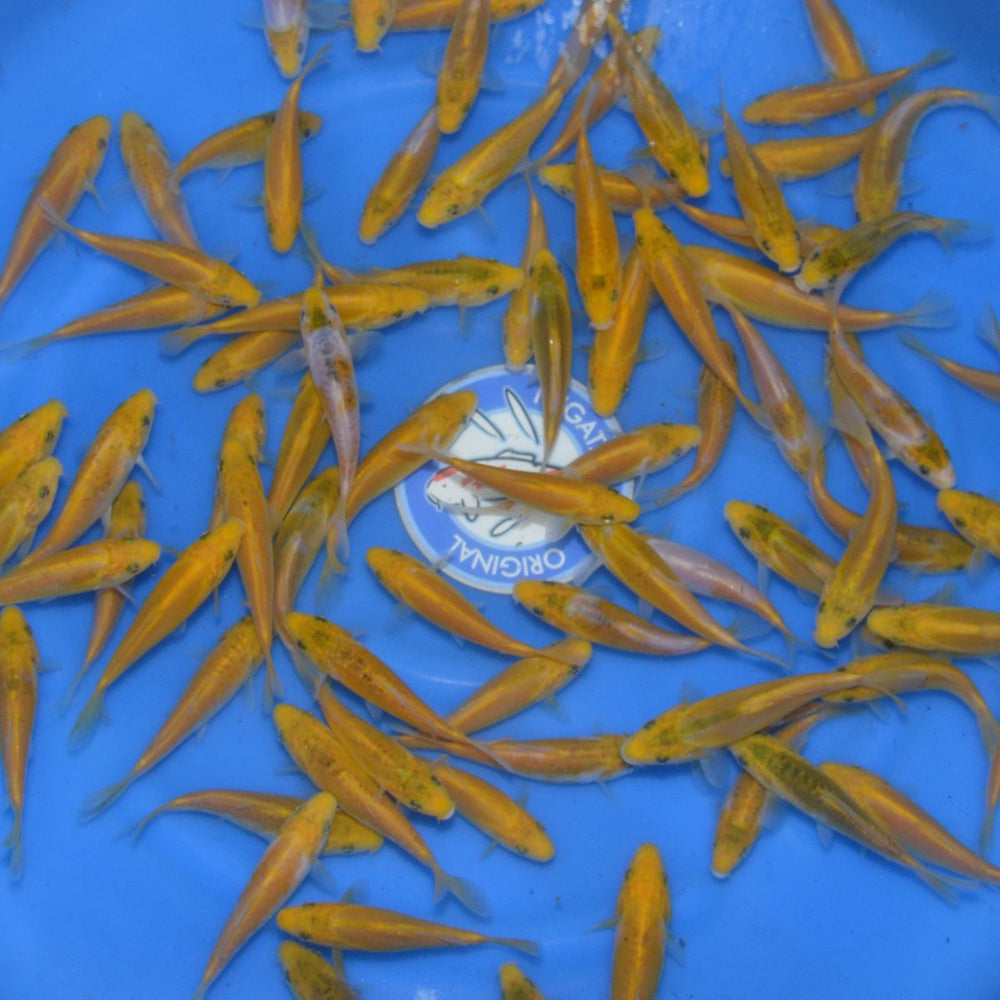 Marusaka Ayawakaba - 15-18cm