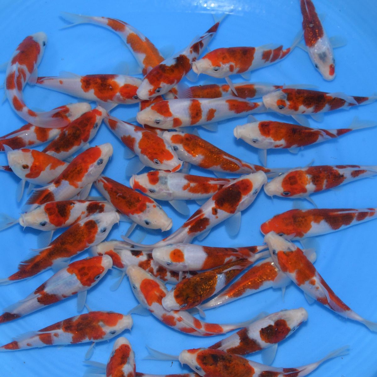 Sakazume HQ Goromo - 15-18cm