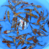 Yamaju Tosai HQ Ochiba Shigure Mix - 12-15cm