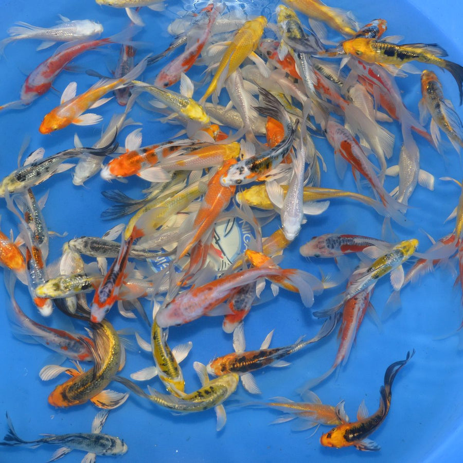Yamazaki Tosai Longfin (Butterfly) Mix - Tosai - 12-15cm