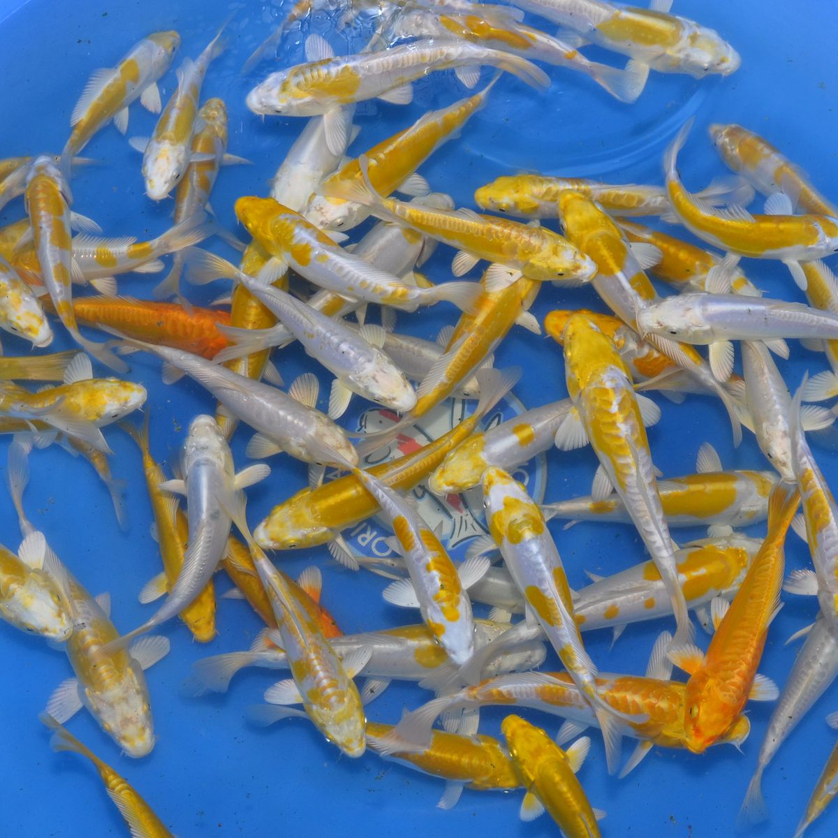 Yamazaki Tosai Doitsu Hariwake Mix - 12-15cm