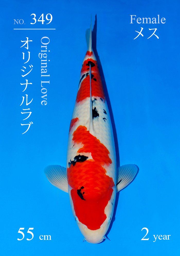 Show-Koi SF-349