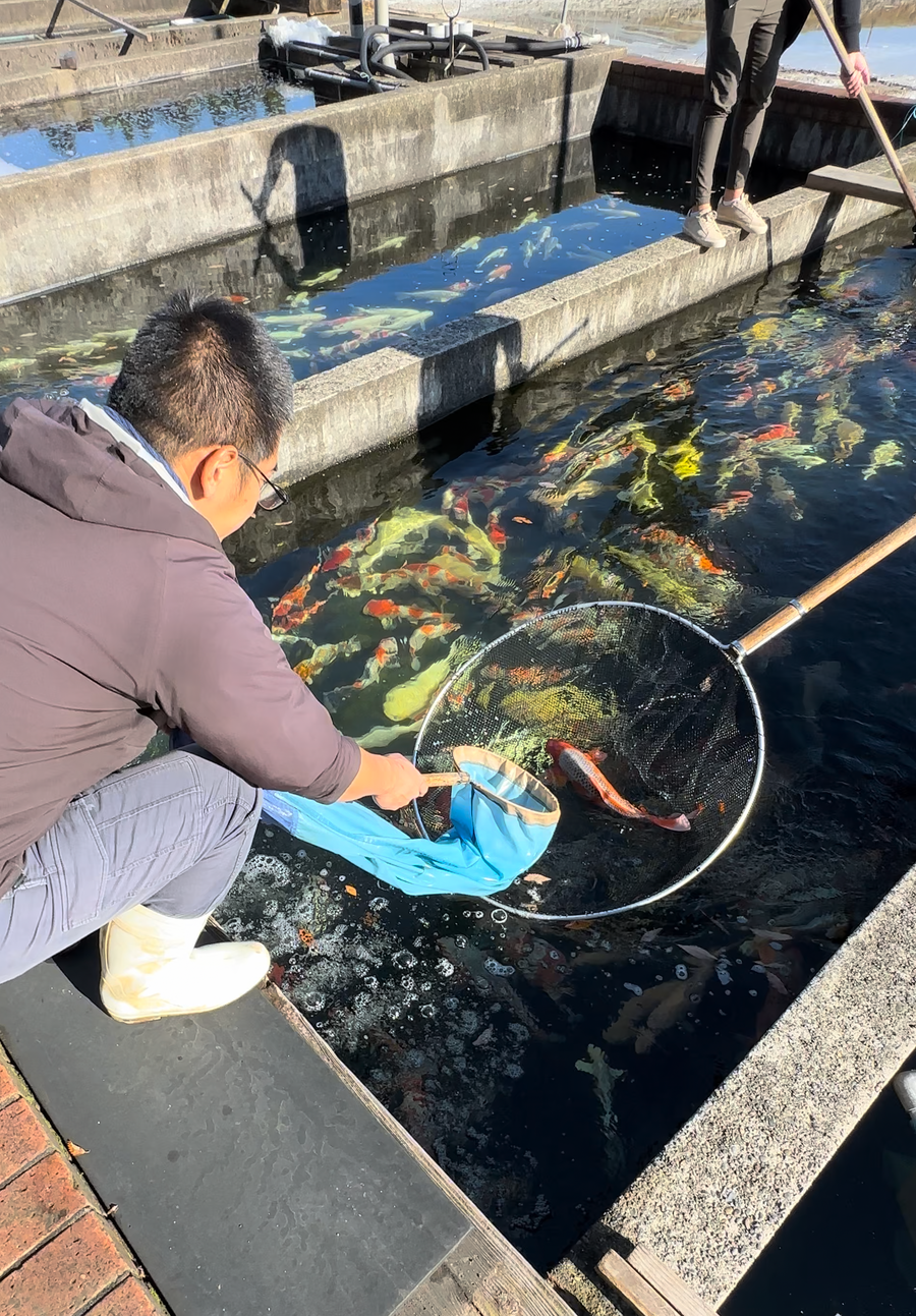 Japan Koi Mix 26–33 cm - SPECIAL