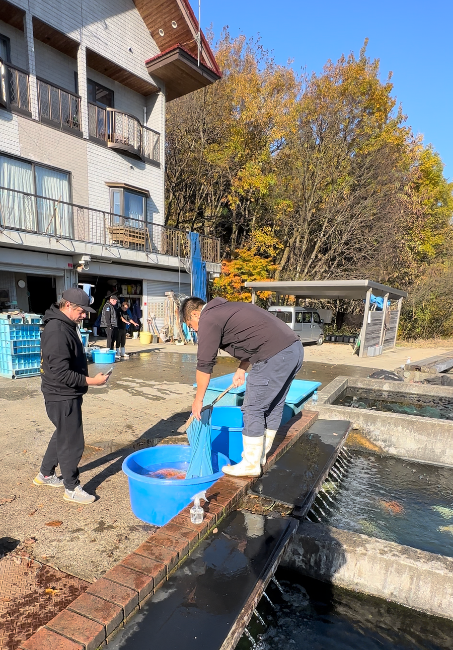 Japan Koi Mix 26–33 cm - SPECIAL