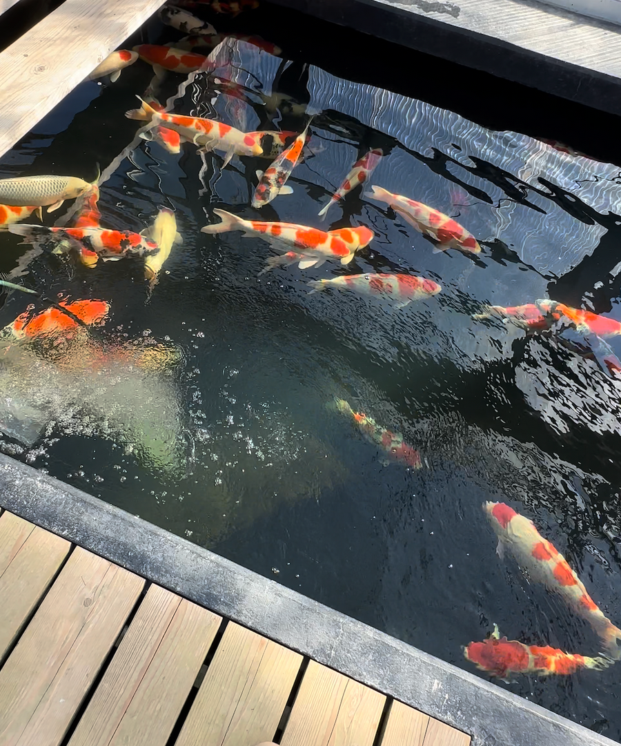 Japan Koi Mix 26–33 cm - SPECIAL
