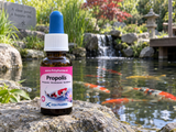 Propolis 30 ml – Wundpflege für Koi