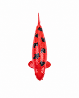 Limitierte Koi Figur Aka Bekko – handbemalte Koi Figuren stilvolle Teich- & Gartendekoration