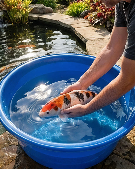 Koi wird in einer blauen Kunststoffschale sicher im Wasser gehalten und umgesetzt