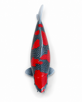 Limitierte Koi Figur Goshiki – handbemalte Koi Figuren stilvolle Teich- & Gartendekoration