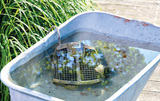 Oase AquaActiv PumpClean Teichpumpenreiniger zur schonenden Reinigung von Teichpumpen, Sieben und Quarzgläsern Vorher Bild
