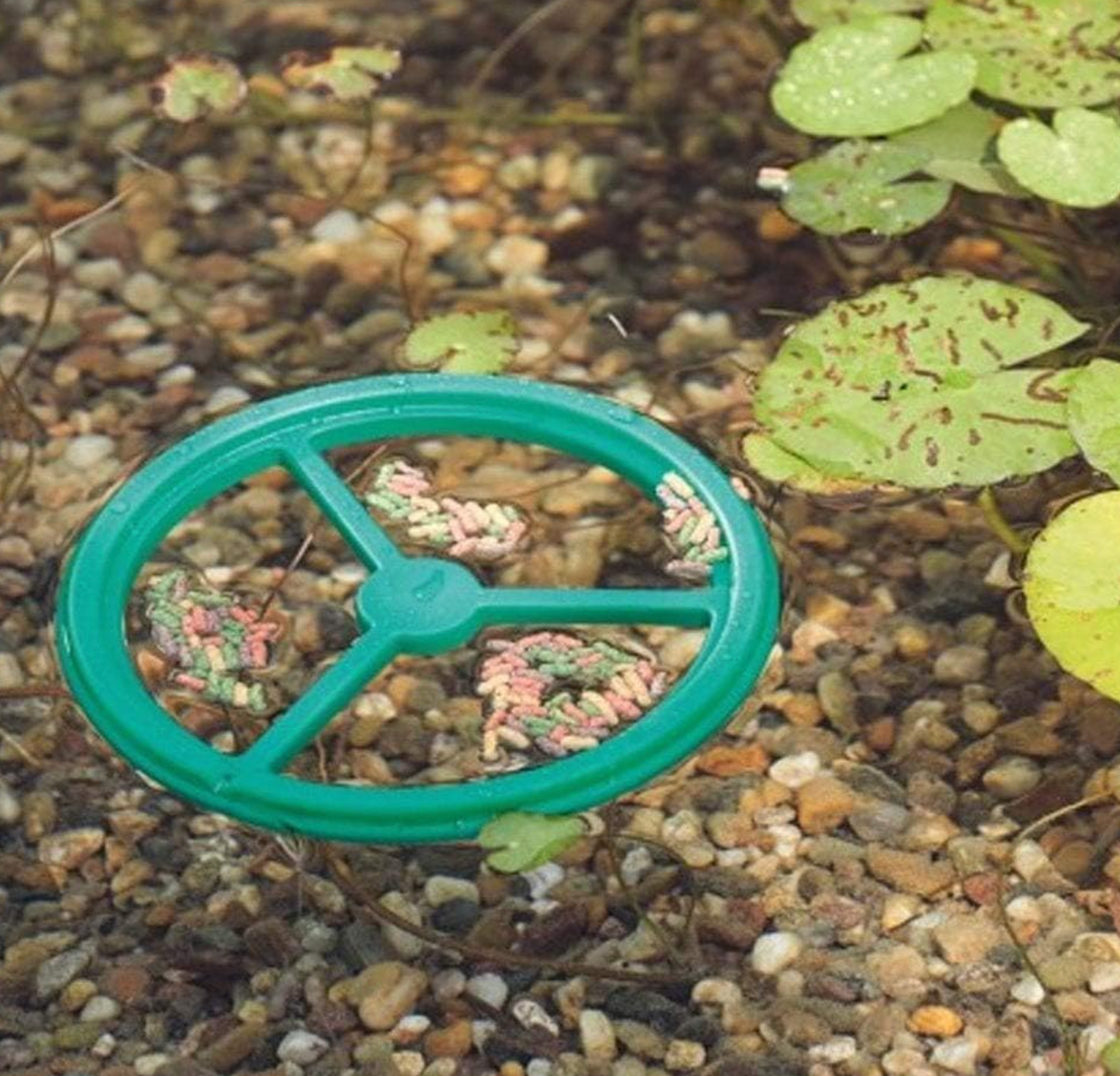 Pontec PondoFeed Ring, grün - Futterring für Teich, Gartenteich, Teichfutterring für Fische, Kois