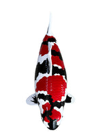 Limitierte Koi Figur Showa – handbemalte Koi Figuren stilvolle Teich- & Gartendekoration