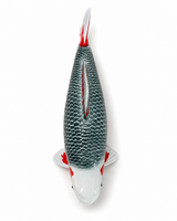 Handbemalte Asagi Koi-Figur in Draufsicht mit grau-blauer Schuppenstruktur und roten Akzenten auf weißem Hintergrund Deko Fischfigur Fisch Figur Garten Figur