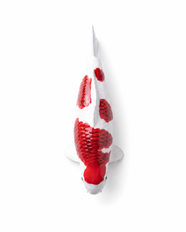 Goromo Koi-Figur aus der Draufsicht – handbemalte rot-weiße Fischfigur mit markanter Schuppenzeichnung und detailreicher Struktur als besondere Japan-Deko für Wohnbereich, Terrasse, Garten oder Teichbereich