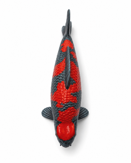 Goshiki Koi-Figur aus der Draufsicht – handbemalte Fischfigur mit kräftigem Rot und bläulich-grauer Schuppenzeichnung, detailreicher Struktur und markanter Optik als besondere Japan-Deko für Wohnbereich, Terrasse, Garten oder Teichbereich
