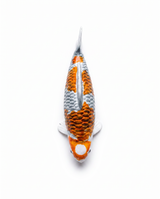 Handbemalte Kujaku Koi-Figur von oben mit orange-grauer Zeichnung und strukturierter Oberfläche.
