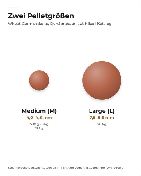 Hikari Wheat-Germ sinkend Pelletgrößen Medium und Large im Größenvergleich